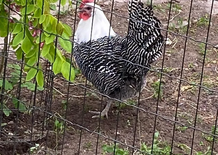 Country Flat
