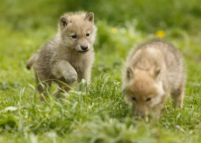 Knuthenborg Safaripark